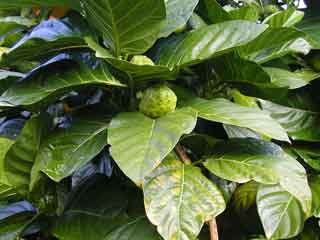 12011-5.jpg, 9 KB