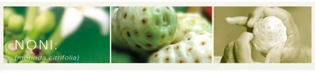 incc_splash_fruit.jpg, 15 KB