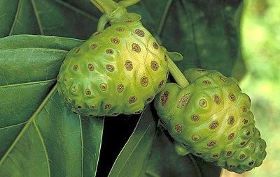 noni plod 3.jpg, 36 KB